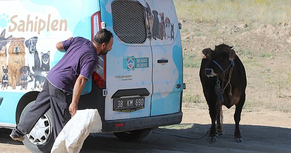 Kaçan kurbanlık danayı yakalamaya çalıştılar