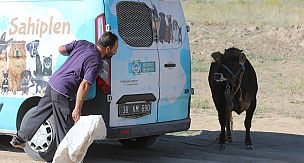 Kaçan kurbanlık danayı yakalamaya çalıştılar