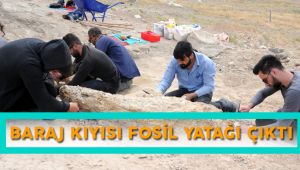 Baraj Kıyısından 280 Fosil Çıktı