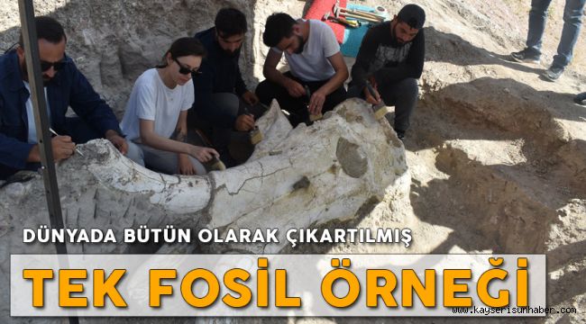 7 Buçuk Milyon Yıllık Fosil Dünyada Tek Olma Özelliği Taşıyor