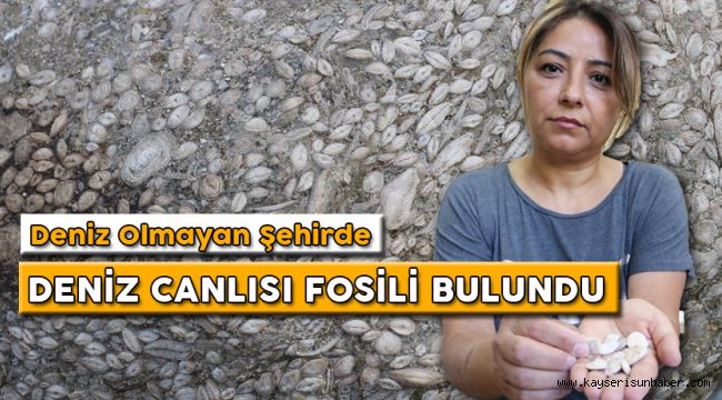 Sivas’ta 55 Milyon Yıllık Deniz Canlısı Fosili Bulundu  