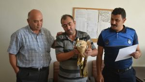 Yaralı Şahine Bünyan Belediyesi Sahip Çıktı  