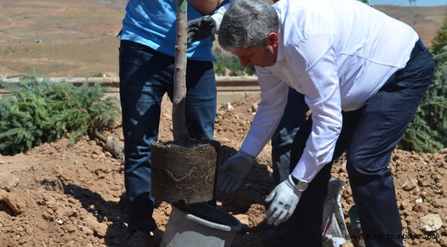 Yeşil Bünyan İçin Ağaçlandırma Çalışmaları Devam Ediyor