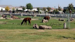 Hayvanat Bahçesine Yoğun İlgi