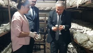 Mantarlarını Aşkla Üretiyorlar 