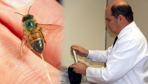 Modern tıpta, arı zehri mucizesi