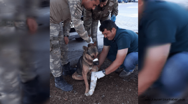 Türk Ordusu, Her Canlının Yarasını Sarıyor