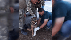 Türk Ordusu, Her Canlının Yarasını Sarıyor