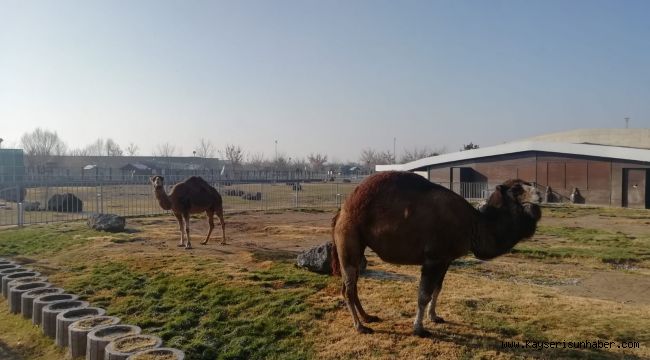 “Hayvanların rahat etmesi için gayret ediyoruz” 