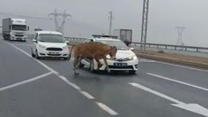 Yola çıkan başı boş dana, trafiği birbirine kattı