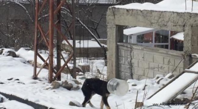 Başı bidona sıkışan yavru köpeği jandarma kurtardı