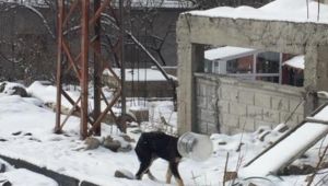 Başı bidona sıkışan yavru köpeği jandarma kurtardı