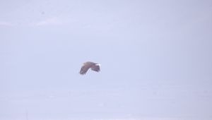 Kayseri'de Akkuyruklu kartal görüntülendi