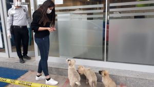 Yiyecek bulmakta zorlanan sokak hayvanlarına vatandaş desteği