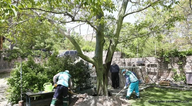 Belediyeden, 50 yıllık ceviz ağacına bakım