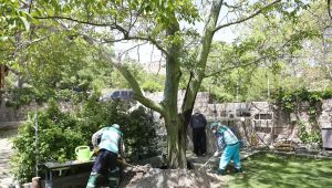 Belediyeden, 50 yıllık ceviz ağacına bakım