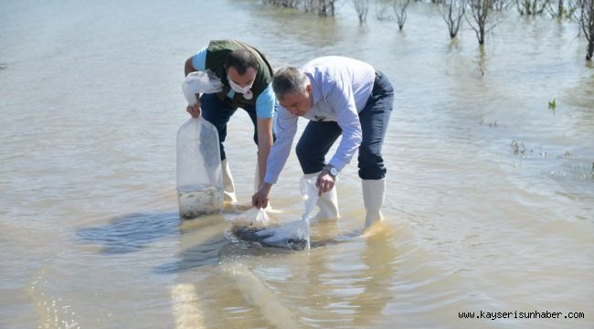 Kayseri'deki 4 göle 44 bin adet sazan yavrusu bırakıldı