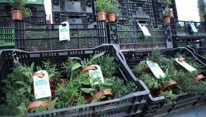 Talas'tan 65 yaş üstü vatandaşlara aromatik bitki sepeti