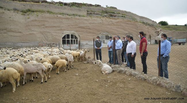 4 koyun ile başladı, 800 koyunu oldu