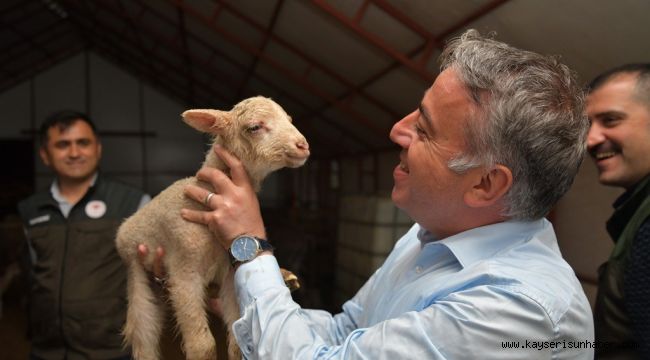 52 günlük kuzu 32 Kilo