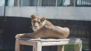 Anadolu Harikalar Diyarı Hayvanat Bahçesi 24 bin ziyaretçiyi ağırladı