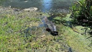 Çevre felaketi: Balıklar, kirlilikten telef oldu