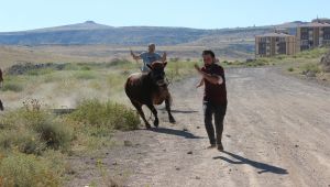 Kaçan kurbanlık danayı yakalamaya çalıştılar