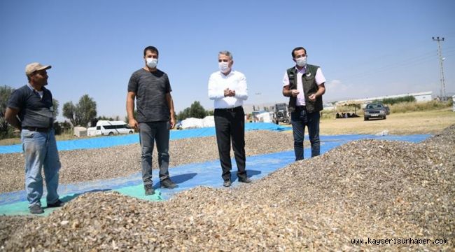 Kayseri'de ay çekirdeği hasadı başladı