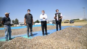 Kayseri'de ay çekirdeği hasadı başladı