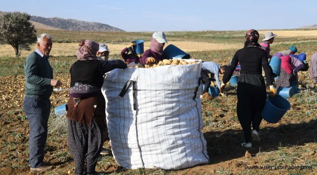 Kayseri'de patates hasadı başladı