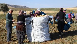 Kayseri'de patates hasadı başladı