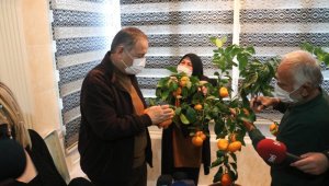 Balkonda yetiştirdi, Özhaseki'ye ikram etti