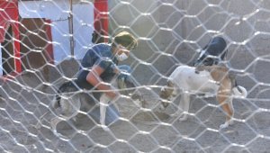 Büyükşehir'den sokak hayvanları gönüllülerine destek