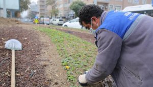 Melikgazi'nin kavşakları kışın da çiçek açtı