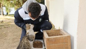 Talas'ta sokak hayvanlarını özel ekip besliyor