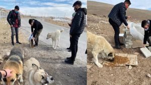 AK GENÇ MELİKGAZİ SOKAK HAYVANLARINI UNUTMADI