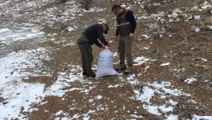 Avcılar yaban hayvanları için doğaya yem bıraktı