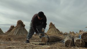 Eksi 10 derecede toplanan kamışlar yurt dışına ihraç ediliyor