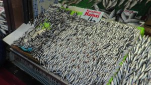 Hamsinin kilosu Anadolu'da 15 TL'ye düştü