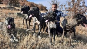 Tomarza'nın Çapar Köpekleri büyük ilgi görüyor