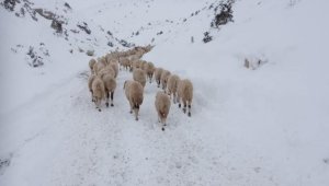 Yaylada mahsur kalan 4 çoban ve 2 bin küçükbaş hayvan kurtarıldı