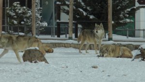 Anadolu Harikalar Diyarı Hayvanat Bahçesi her an açılacakmış gibi hazır