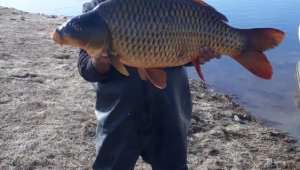 Baraj gölünde 150 santim uzunluğunda balık yakaladılar
