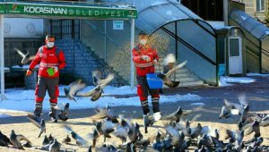 Kocasinan Belediyesi'nden sokak hayvanları için seferberlik