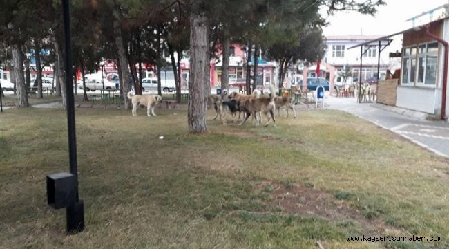 Tomarza'da sokak köpekleri vatandaşları korkutuyor