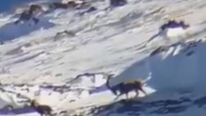 Yahyalı'da yaban keçileri görüntülendi