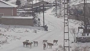 Yeşilhisar'da köpek sürüleri vatandaşı korkutuyor