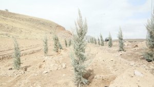 Erciyes yolunda ağaçlandırma çalışmaları başladı