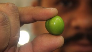 Eriğin fiyatı pastırmayı geçti