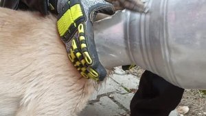 Kafası güğüme sıkışan köpeği itfaiye ekipleri kurtardı